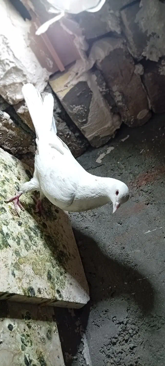 پرنده|پرنده|اصفهان, حصه جنوبی|دیوار