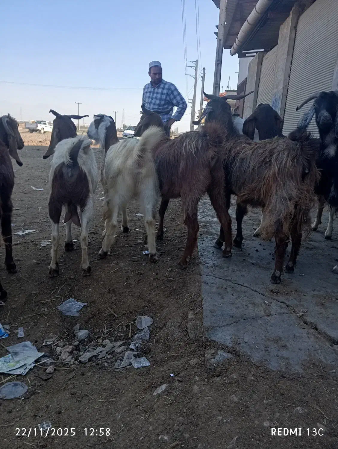 10راس بزجوان|حیوانات مزرعه|گنبد کاووس, |دیوار