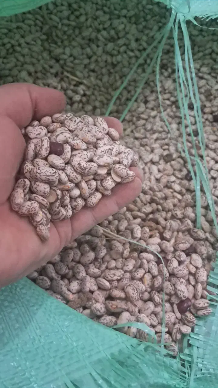 لوبیا چتی خوش پخت معمولان|عمده‌فروشی|معمولان, |دیوار