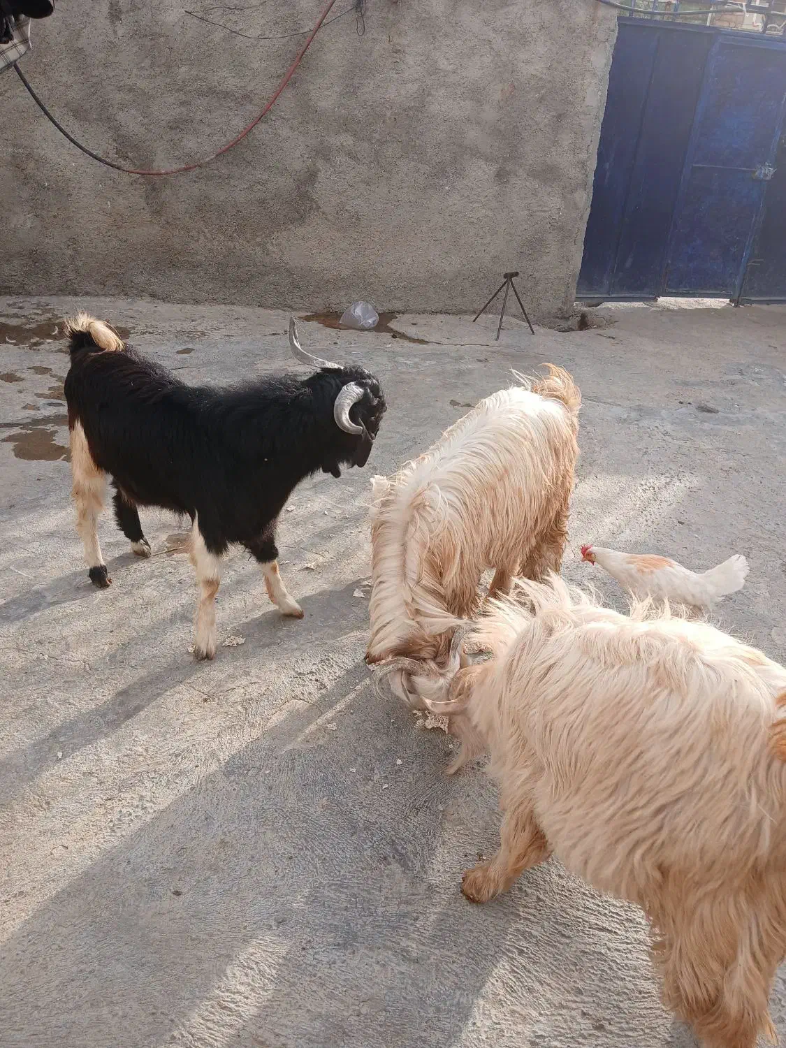 سه عدد تویشک نر چاق|حیوانات مزرعه|طرهان, |دیوار