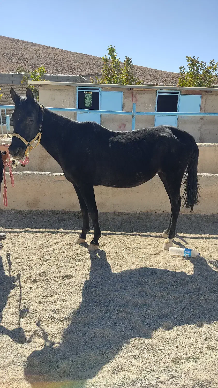 فروش یک عدد مادیون کلاسی و ارام|اسب و تجهیزات اسب‌سواری|بروجن, |دیوار