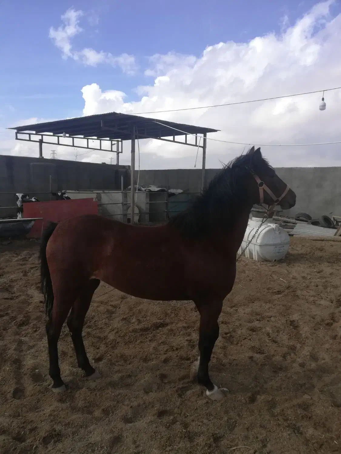 کره مادیان|اسب و تجهیزات اسب‌سواری|سبزوار, قصبه شرقی|دیوار