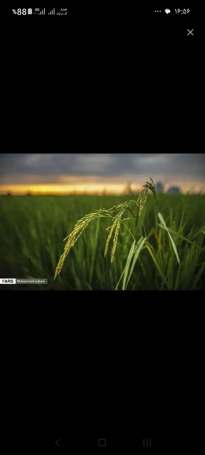 مشارکت در شالیکاری|اجارهٔ دفتر صنعتی، کشاورزی، تجاری|گنبد کاووس, |دیوار