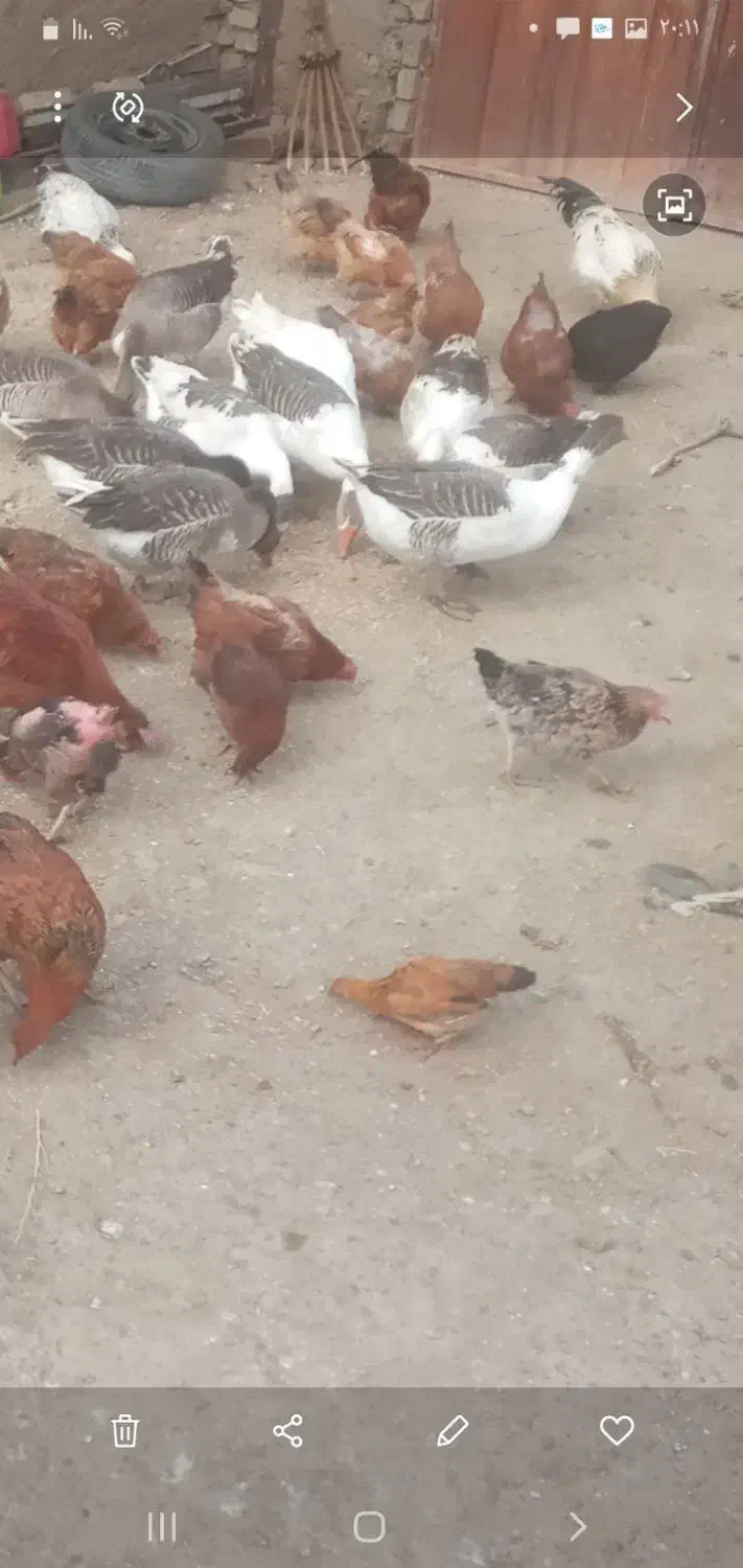 غاز|حیوانات مزرعه|ملایر, |دیوار