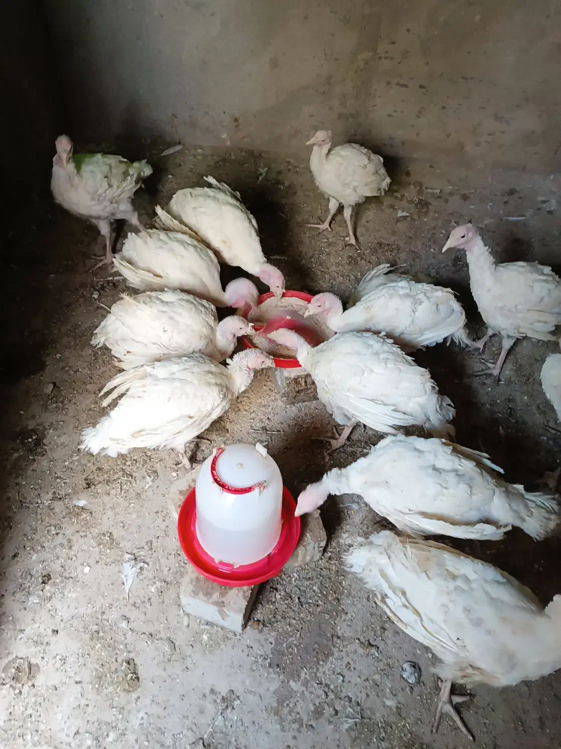 فروش جوجه بوقلمون 90روز|حیوانات مزرعه|تهران, شهرک شریعتی|دیوار