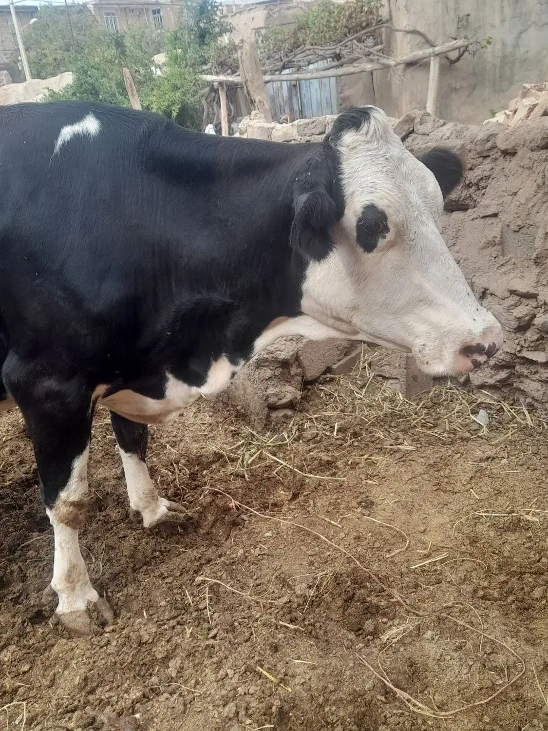 گاو ابستن|حیوانات مزرعه|نیشابور, امام خمینی|دیوار