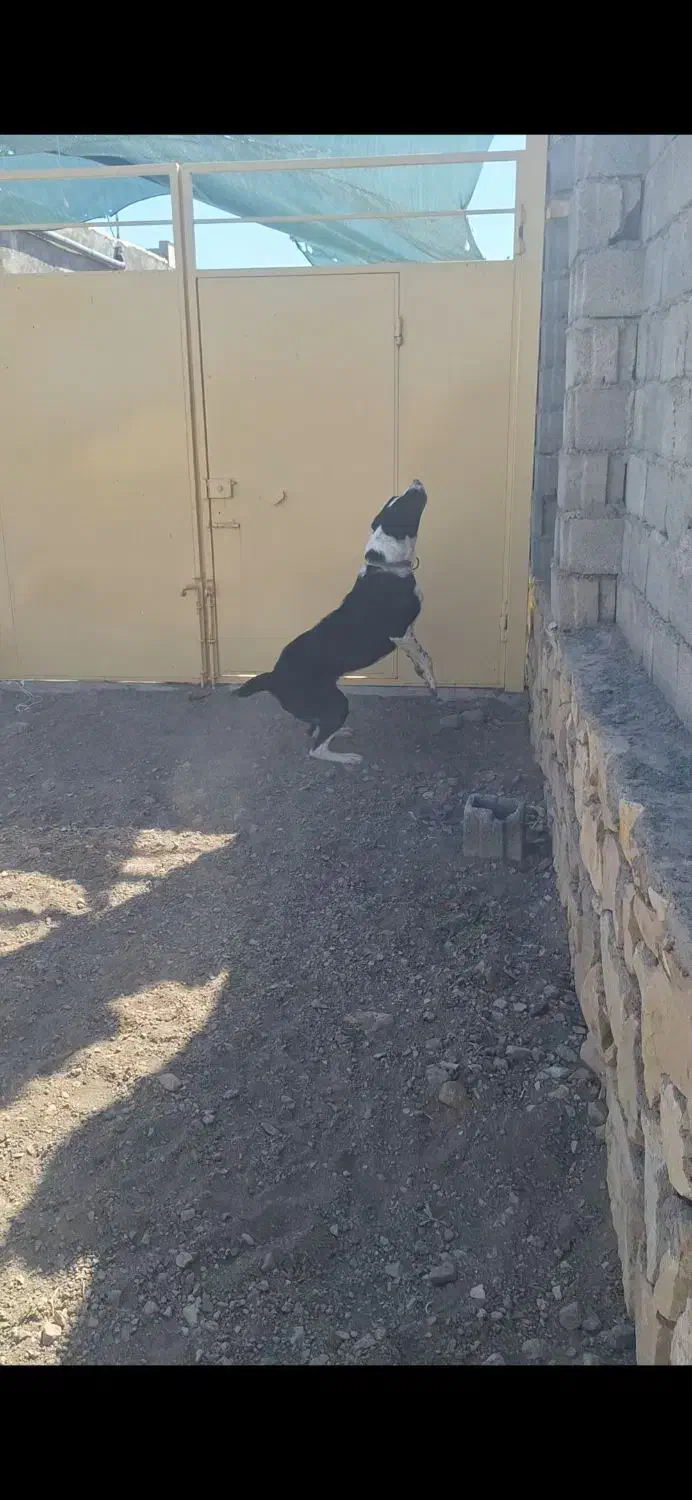 واگذاری سگ|سگ|جوین, |دیوار