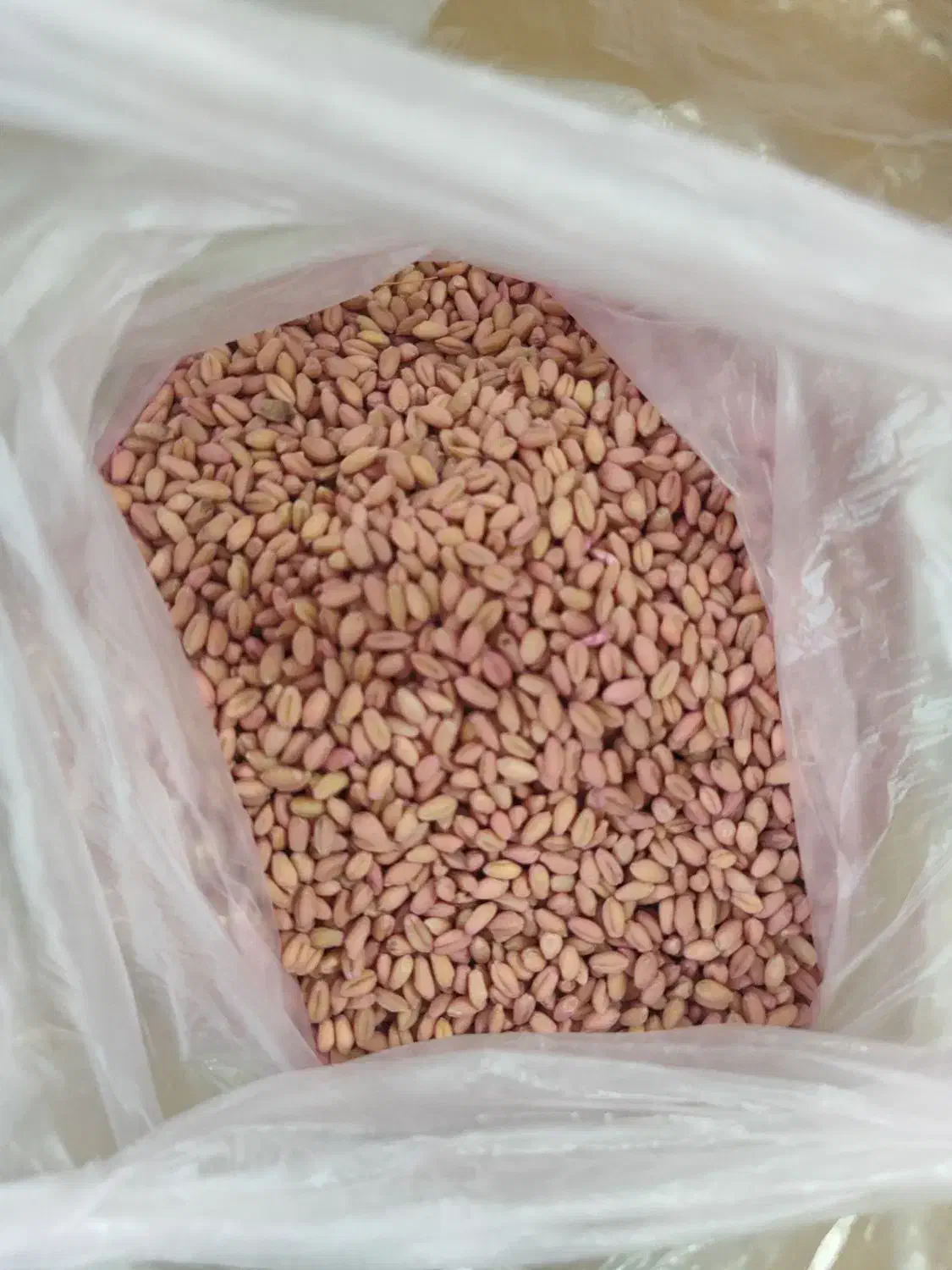 بذر گندم کوهدشت|عمدهفروشی|گنبد کاووس, |دیوار