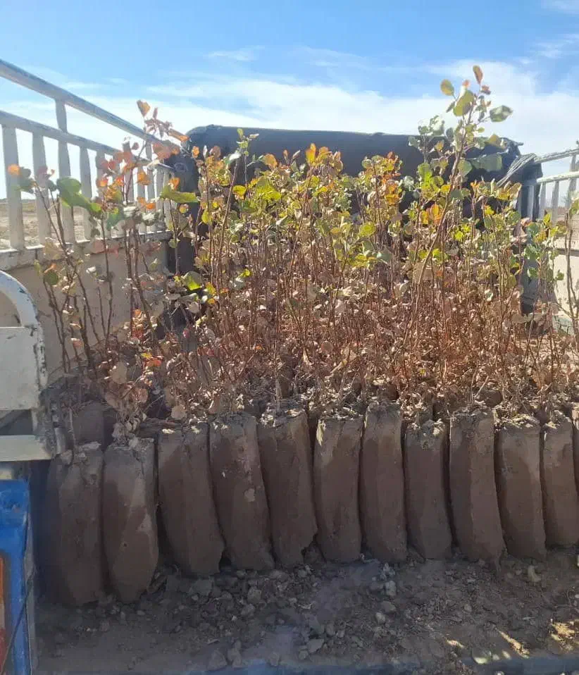 نهال پسته|گل و گیاه طبیعی|شهر بابک, |دیوار