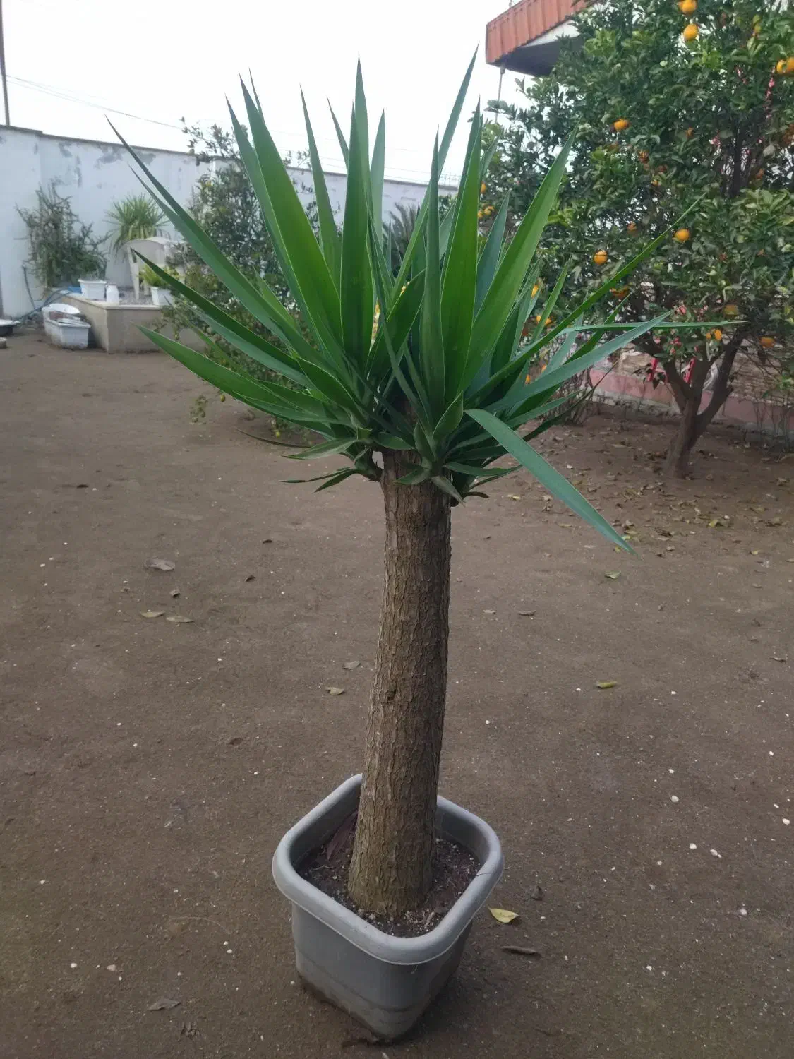 گل یوکا|گل و گیاه طبیعی|بابلسر, |دیوار