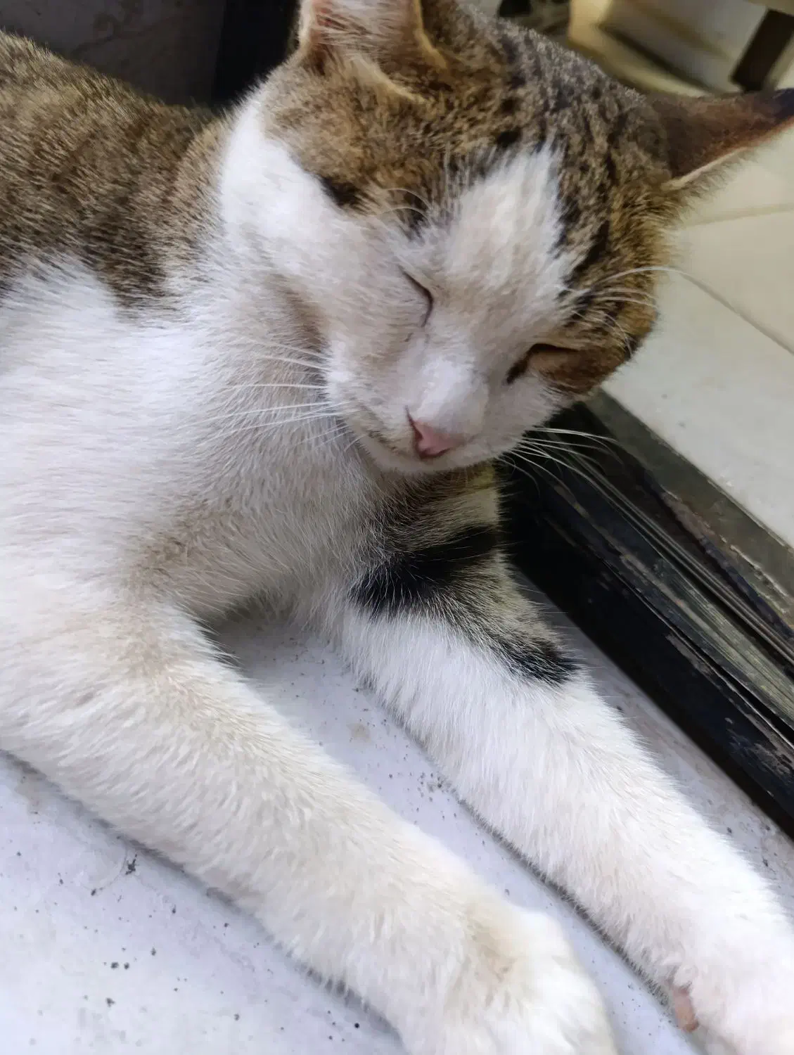 گربه بازیگوش|گربه|گرگان, |دیوار