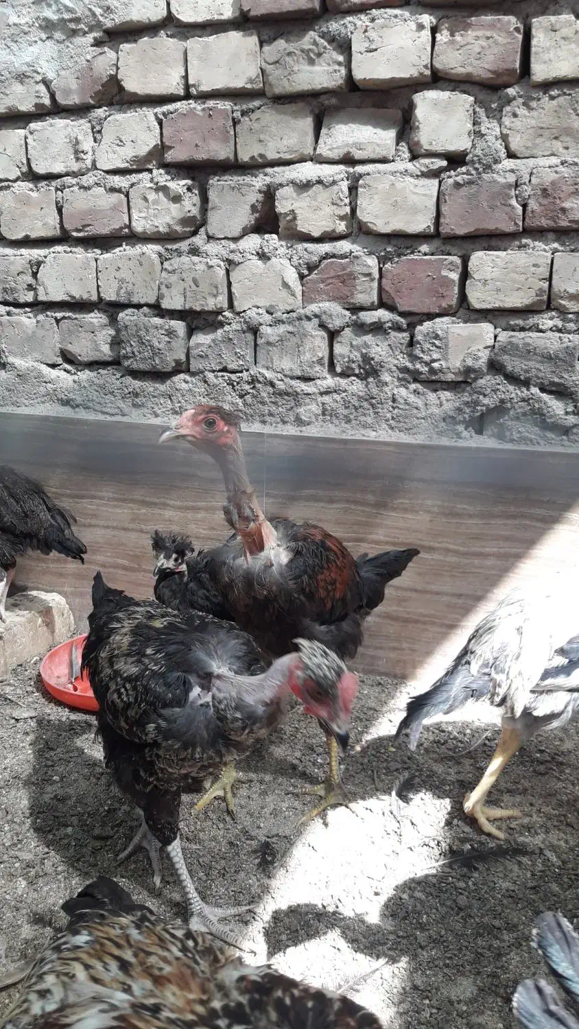 مرغ و خروس گردن لخت|حیوانات مزرعه|قم, آزادگان|دیوار