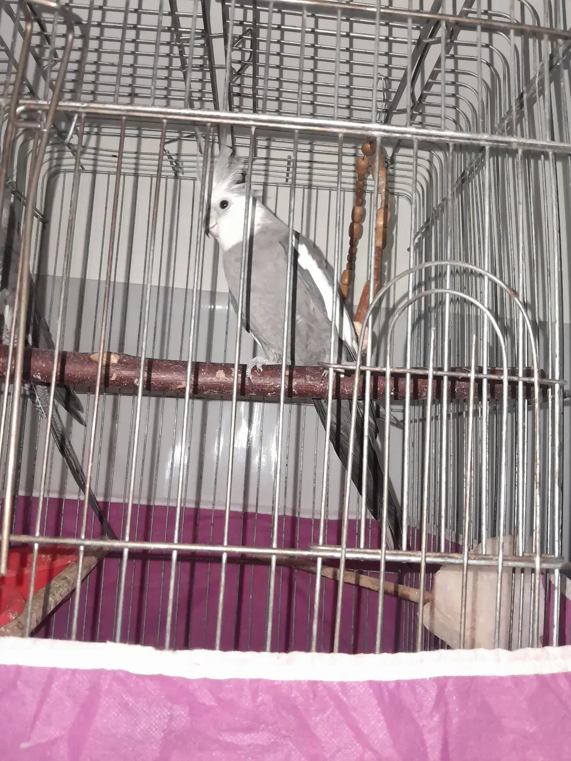 عروس هلندی نر|پرنده|الوند, |دیوار