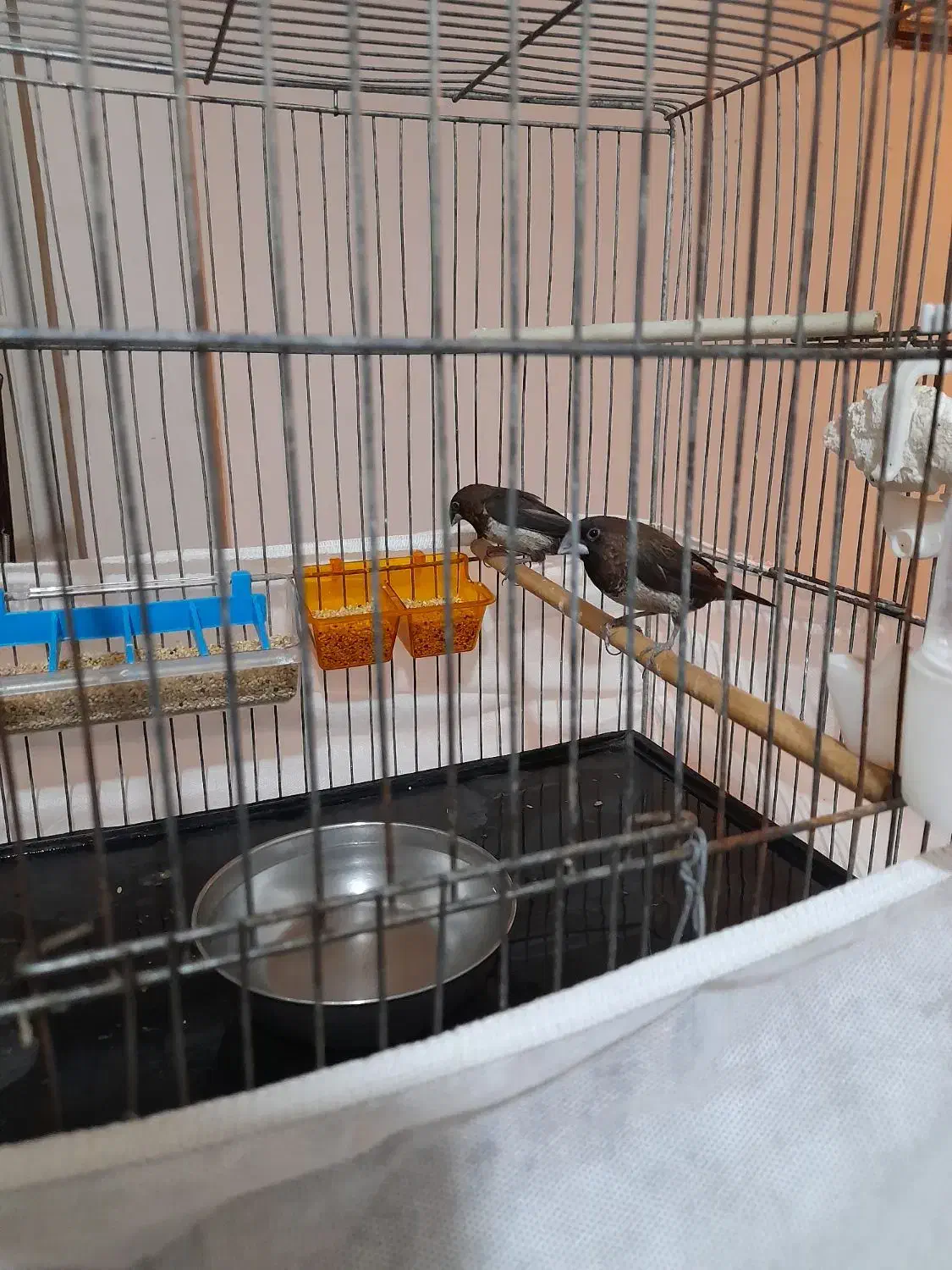 یک جفت فنج بنگال اصیل سالم سرحال|پرنده|تهران, عباسی|دیوار