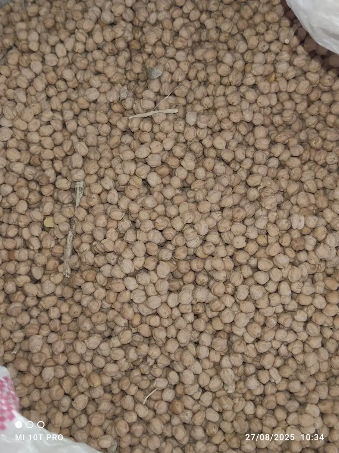 نخود دیم|خوردنی و آشامیدنی|گل تپه, |دیوار