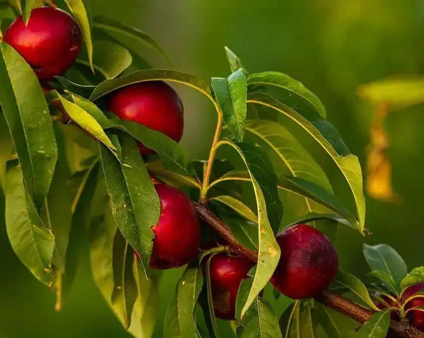 پیشفروش نهال شلیل رفعتی با شرایط چک|خدمات باغبانی و درختکاری|دره رود, |دیوار