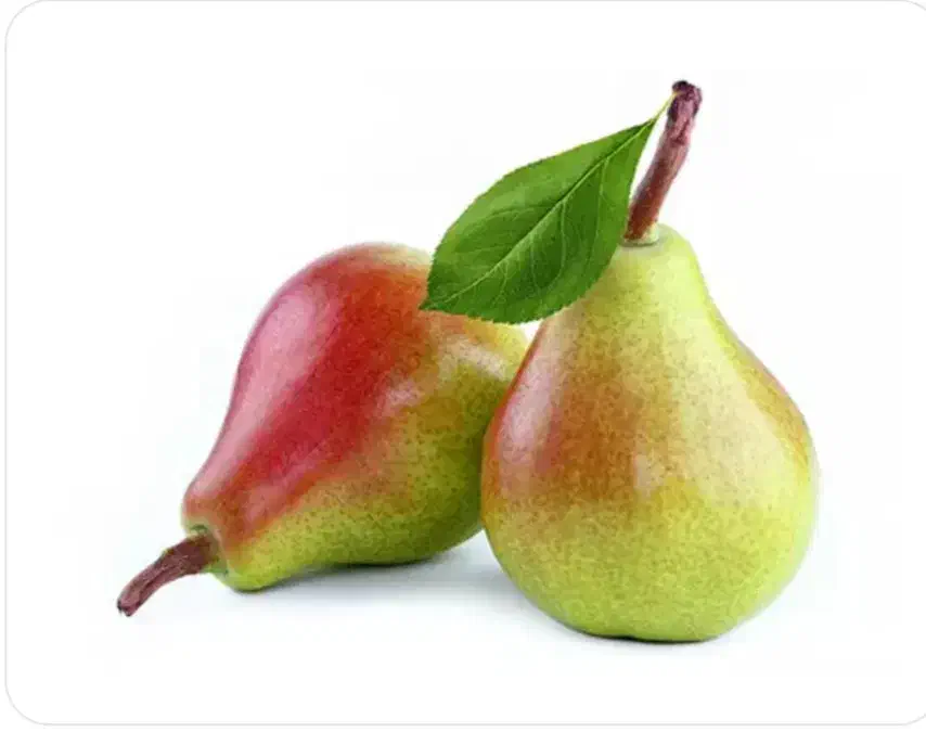 درخت ، نهال گلابی صادراتی پر ثمر ، گلخانه|خدمات باغبانی و درختکاری|مشهد, همت آباد|دیوار