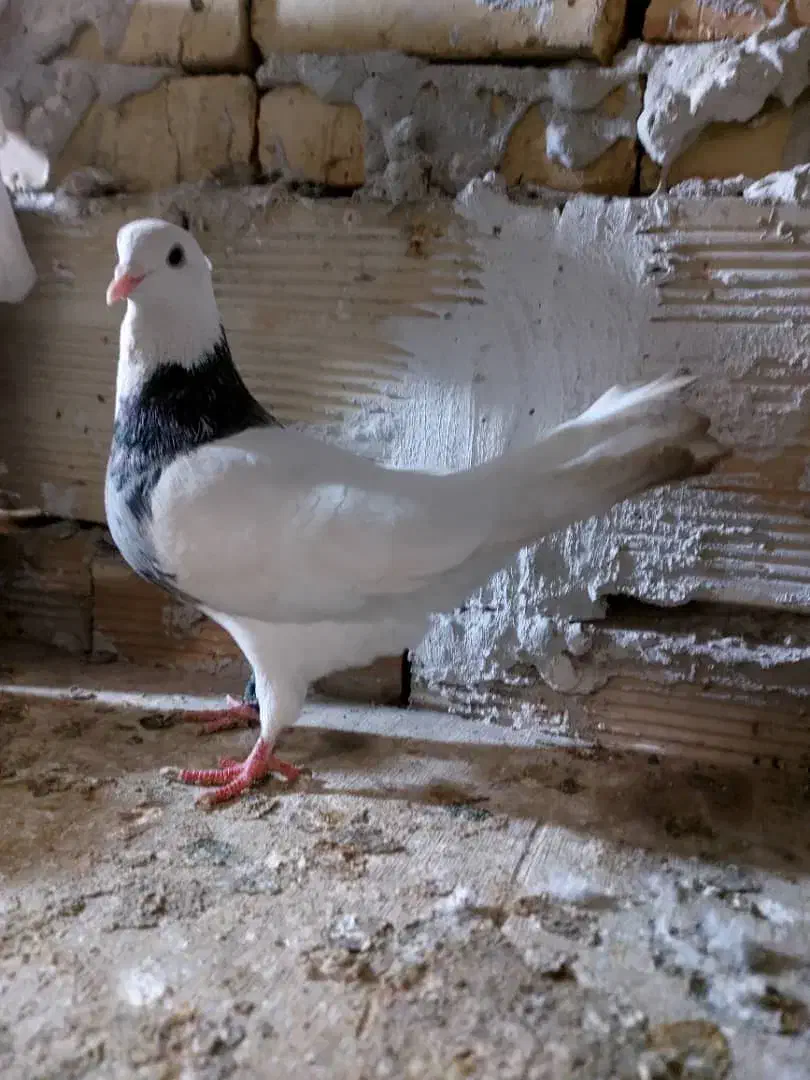 کبوتر|پرنده|بستان آباد, |دیوار