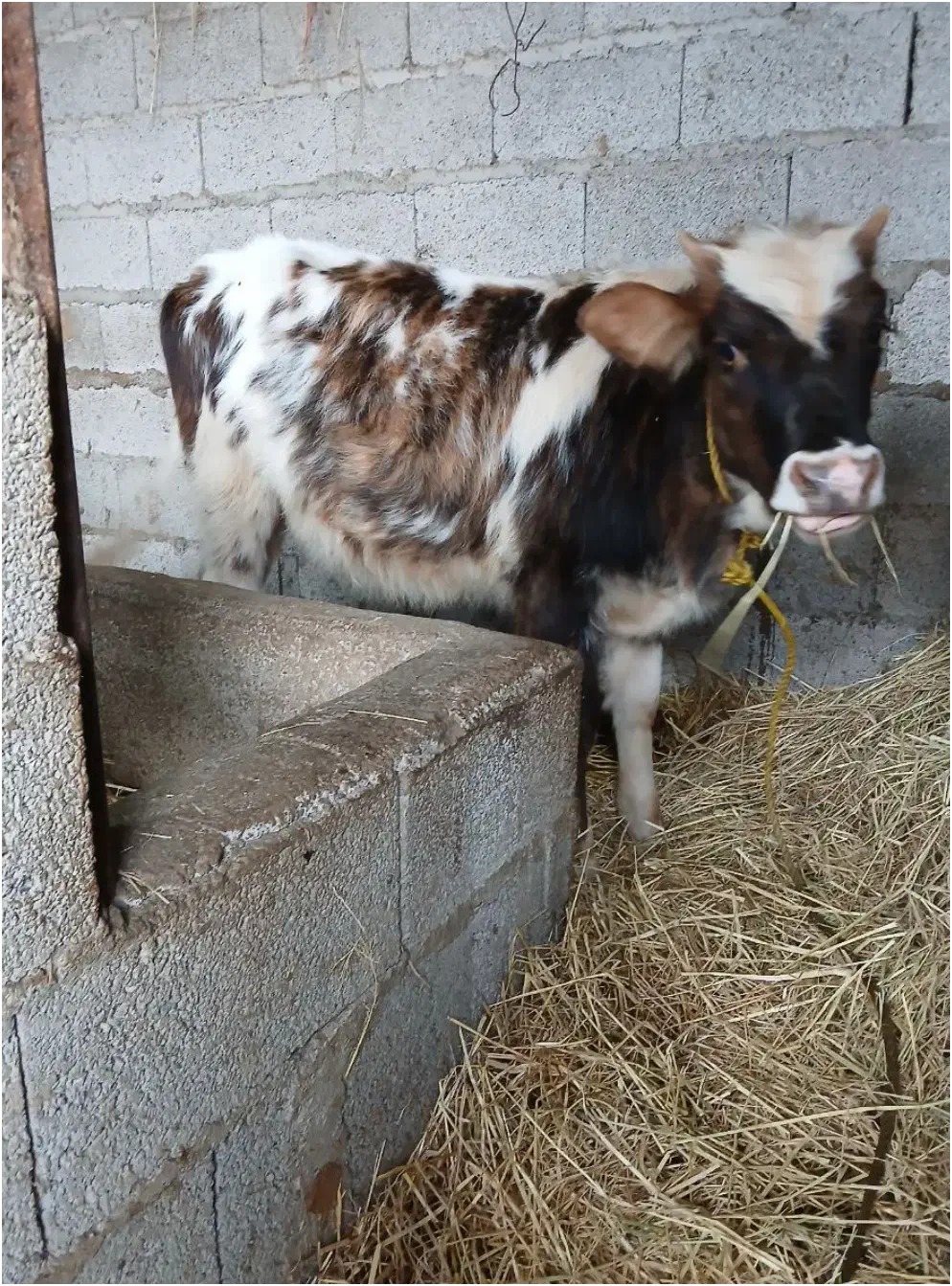 لیشه دورگه چالوسی|حیوانات مزرعه|تولم شهر, |دیوار