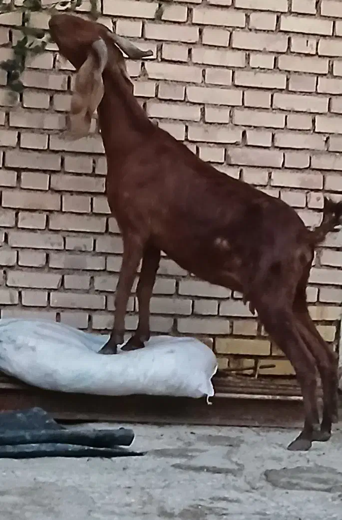 سه عدد بز باردار سه قلوزا خونگی|حیوانات مزرعه|آبادان, |دیوار