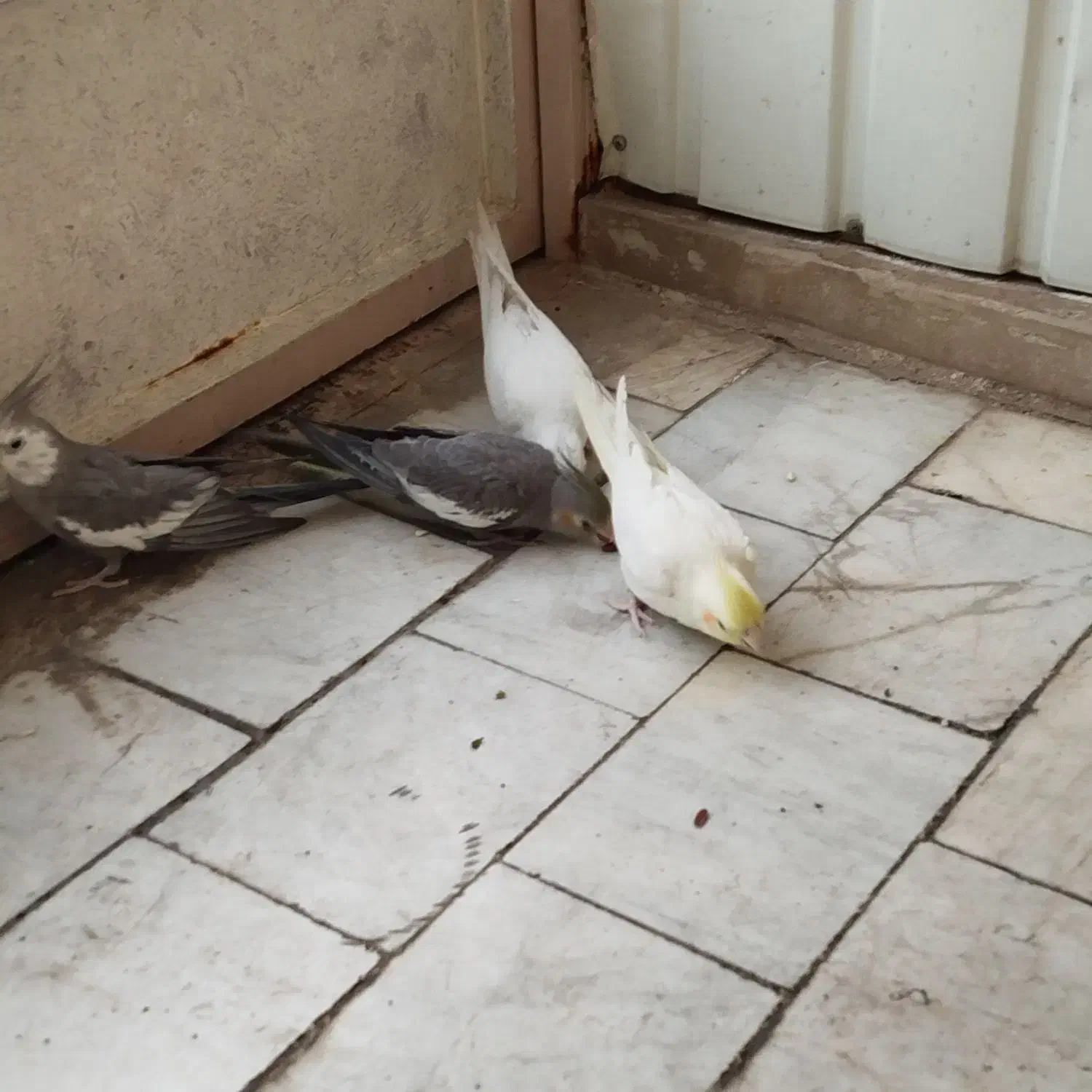 عروس هلندی البینو لوتینو سیامون دستی|پرنده|قم, قلعه کامکار|دیوار