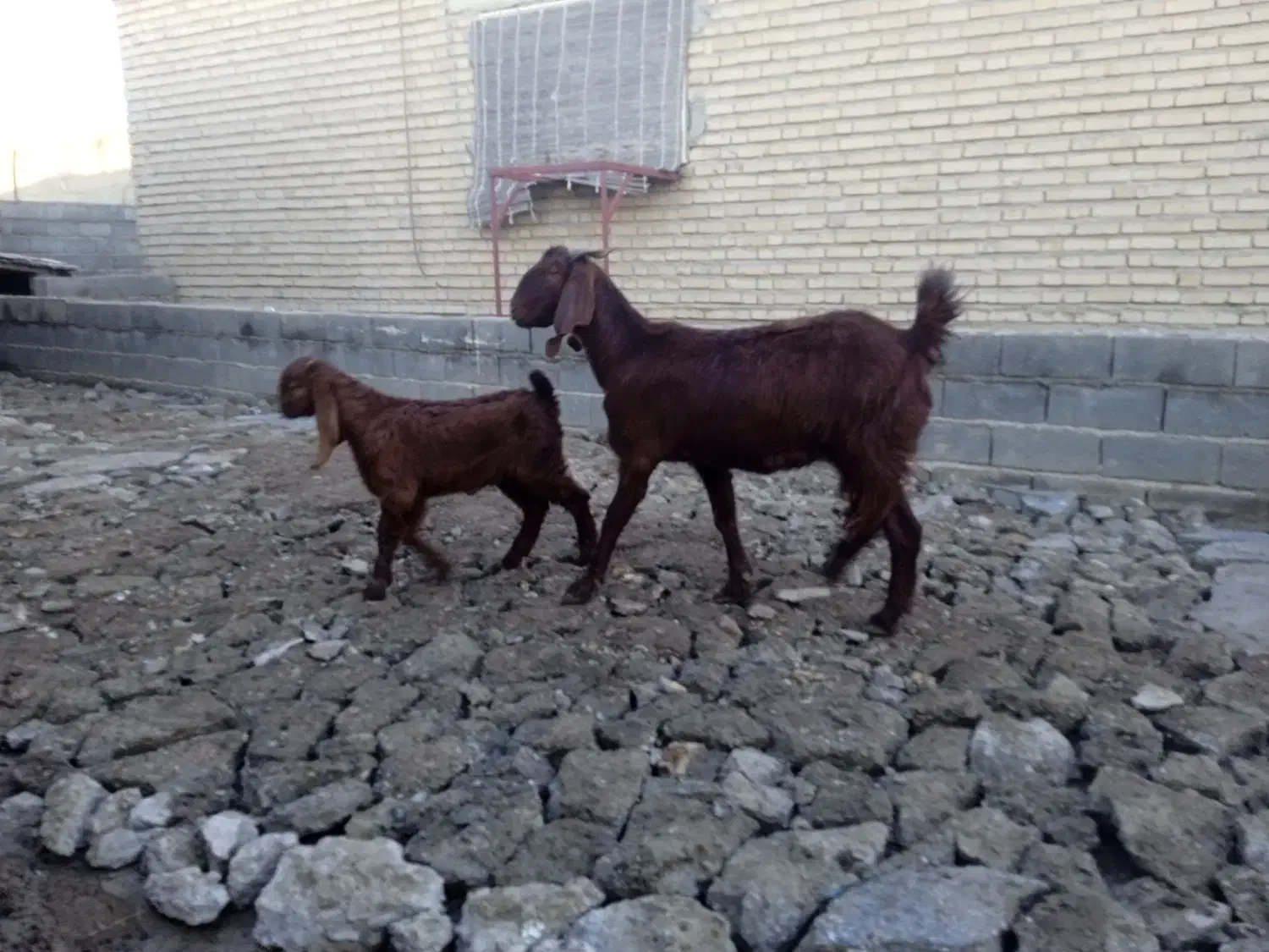 بزغاله دار|حیوانات مزرعه|گنبد کاووس, |دیوار