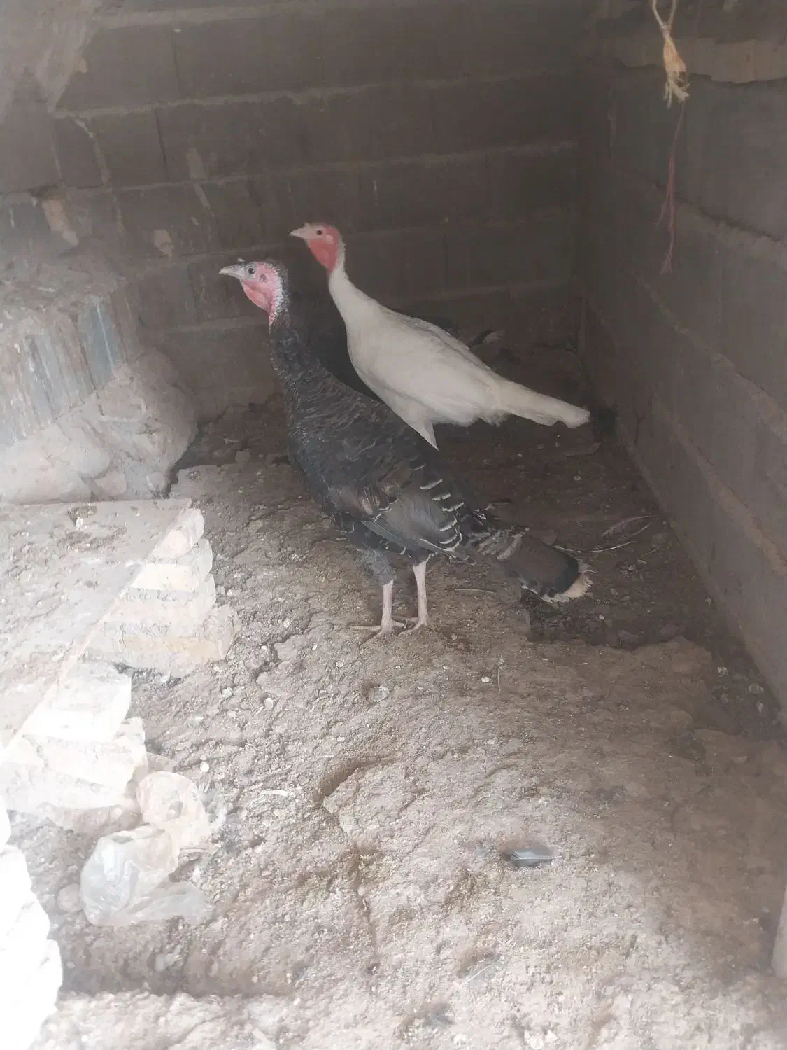 بقلمو ۸ ماه درشت|حیوانات مزرعه|قوچان, |دیوار