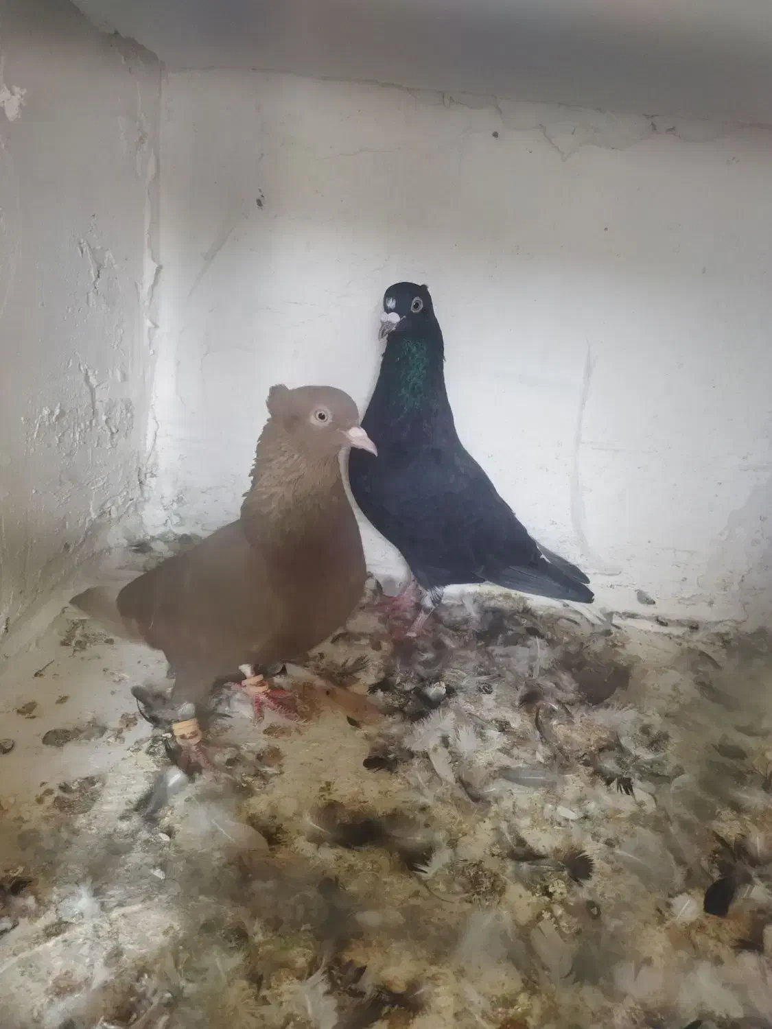 نرو ماده دم سفید کاکلی|پرنده|تربتحیدریه, بالا ولایت|دیوار