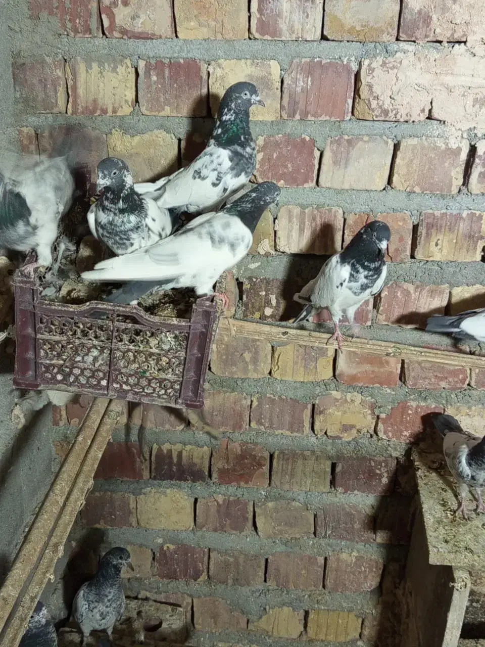 کفتر|پرنده|بمپور, |دیوار