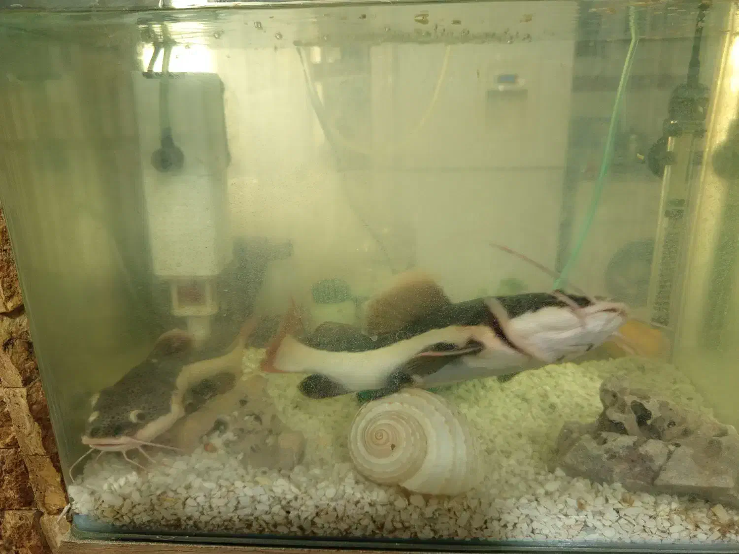 2 عدد ردتیل ماهی با اکواریوم و لوازم|ماهی|هشتگرد, هشتگرد قدیم|دیوار