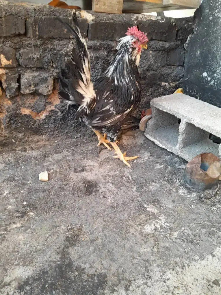 خروس گلین و مرغ لاری|حیوانات مزرعه|شیراز, کوشک میدان|دیوار