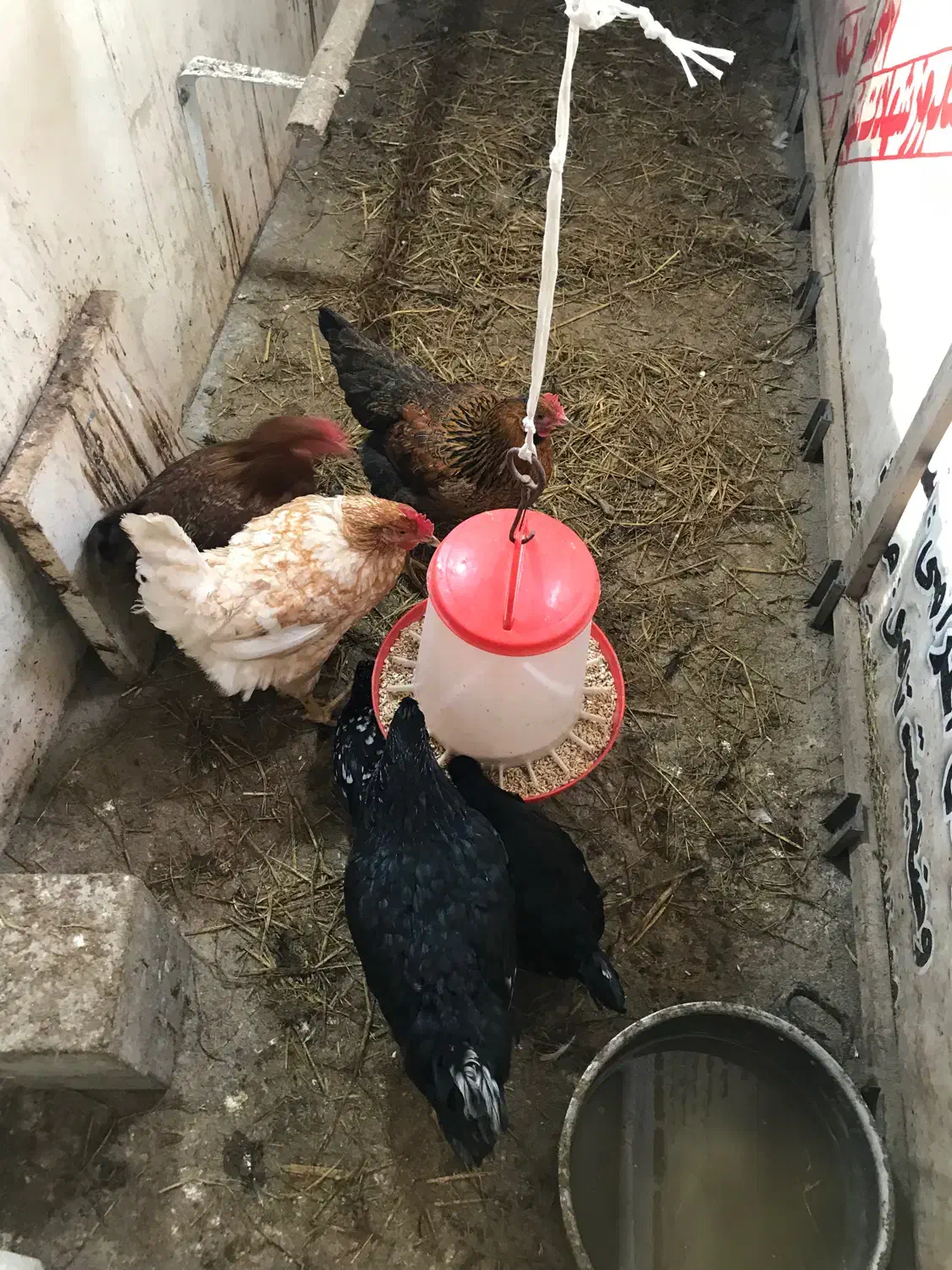 مرغ محلی و زینتی|حیوانات مزرعه|آستارا, |دیوار