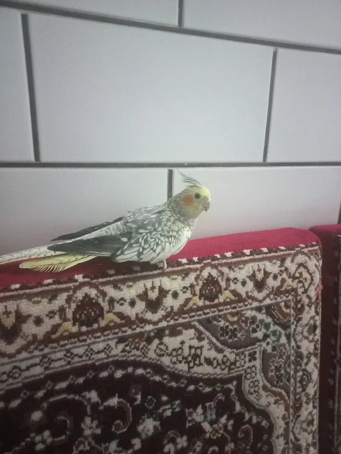 عروس هلندی دستی|پرنده|ساوه, |دیوار