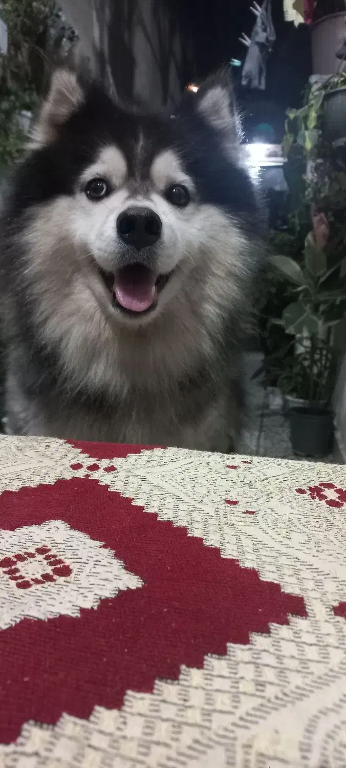 سگ مالاموت اصیل سورتمه معاوضه هم می شه|سگ|رشت, پسیخان|دیوار