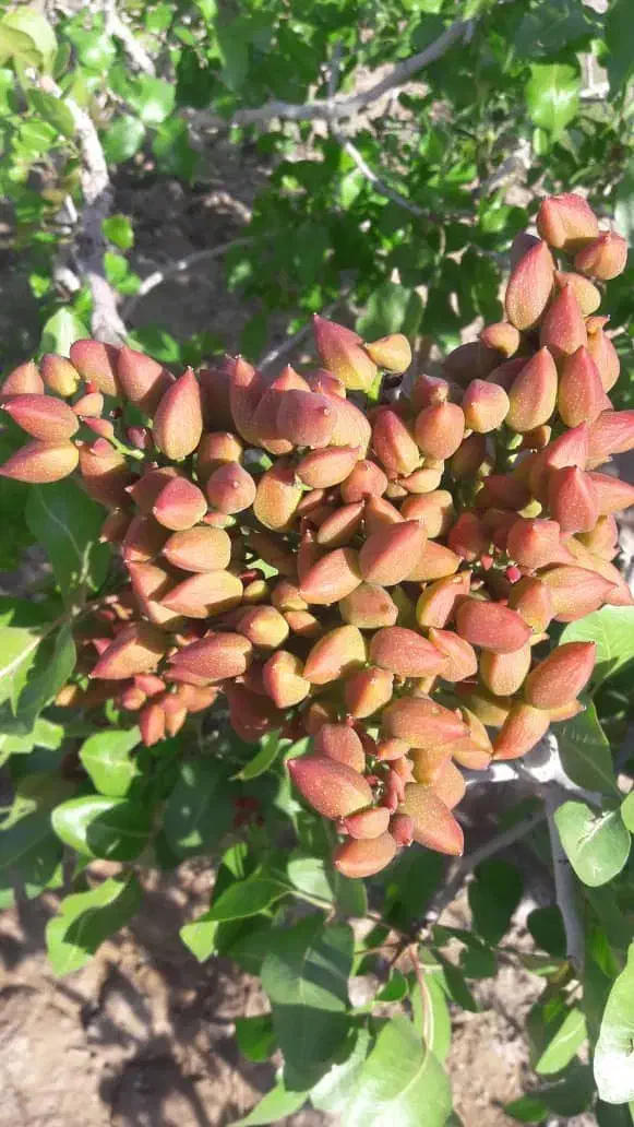 فروش۵ حبه اب و زمین درخت پسته چهگوئیه هرات|فروش زمین و ملک کلنگی|خاتم, |دیوار