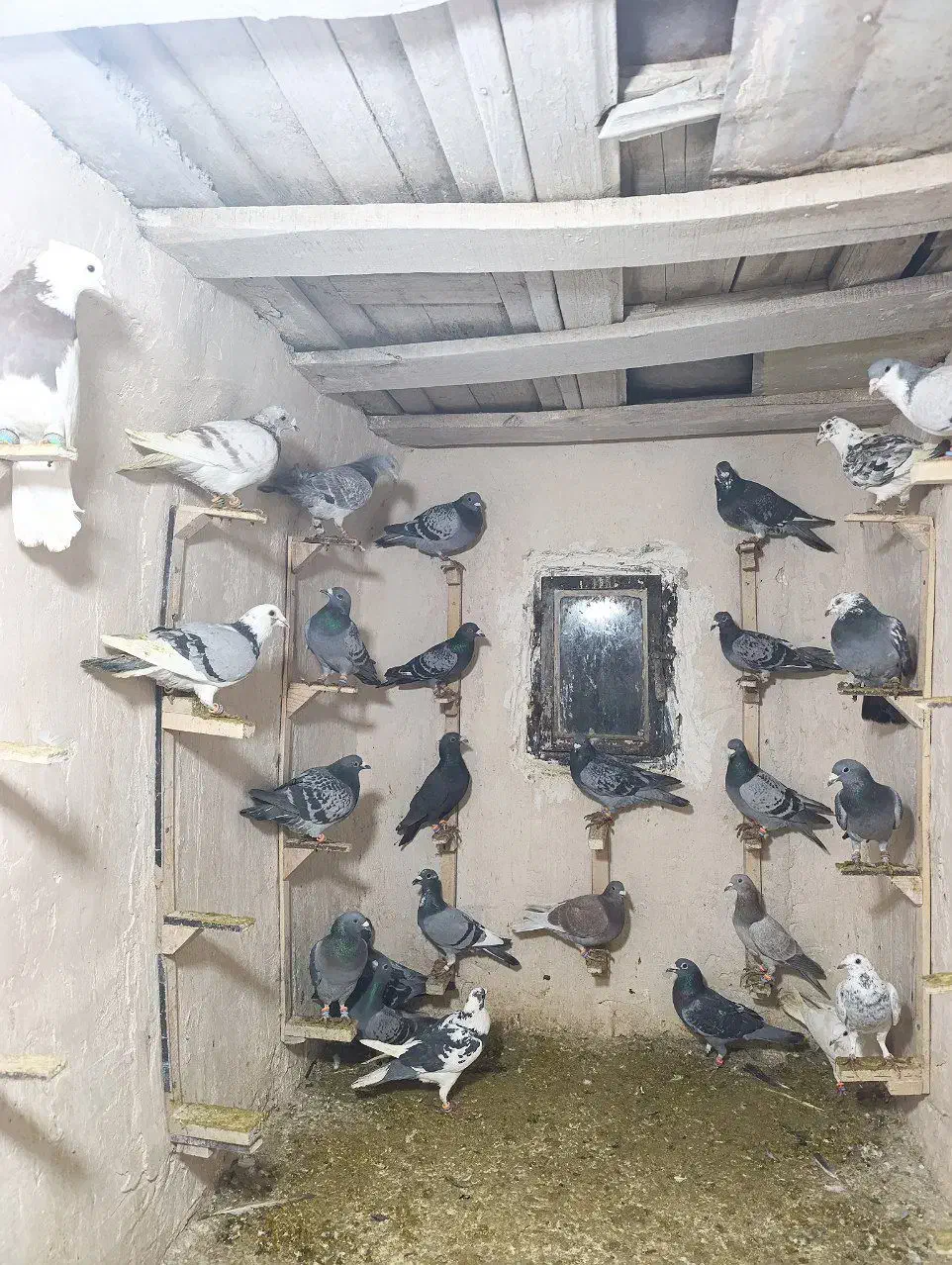 کبوتر المانی بوم|پرنده|مشهد, طلاب|دیوار