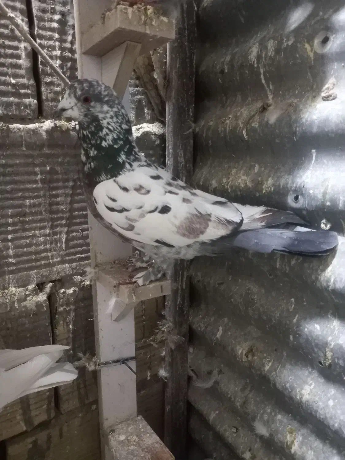 کبوتر|پرنده|خرمآباد, |دیوار