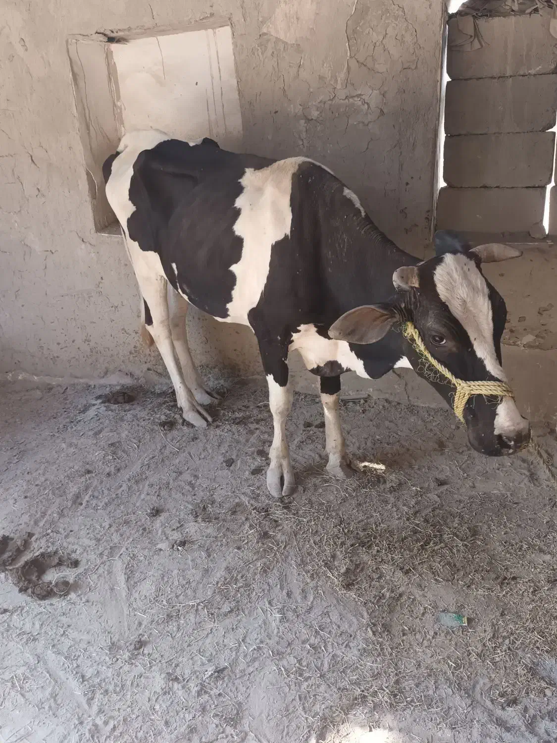 یک‌عدد‌گاو‌به‌همراه‌گوساله‌بفروش‌میرسد‌|حیوانات مزرعه|میناب, |دیوار