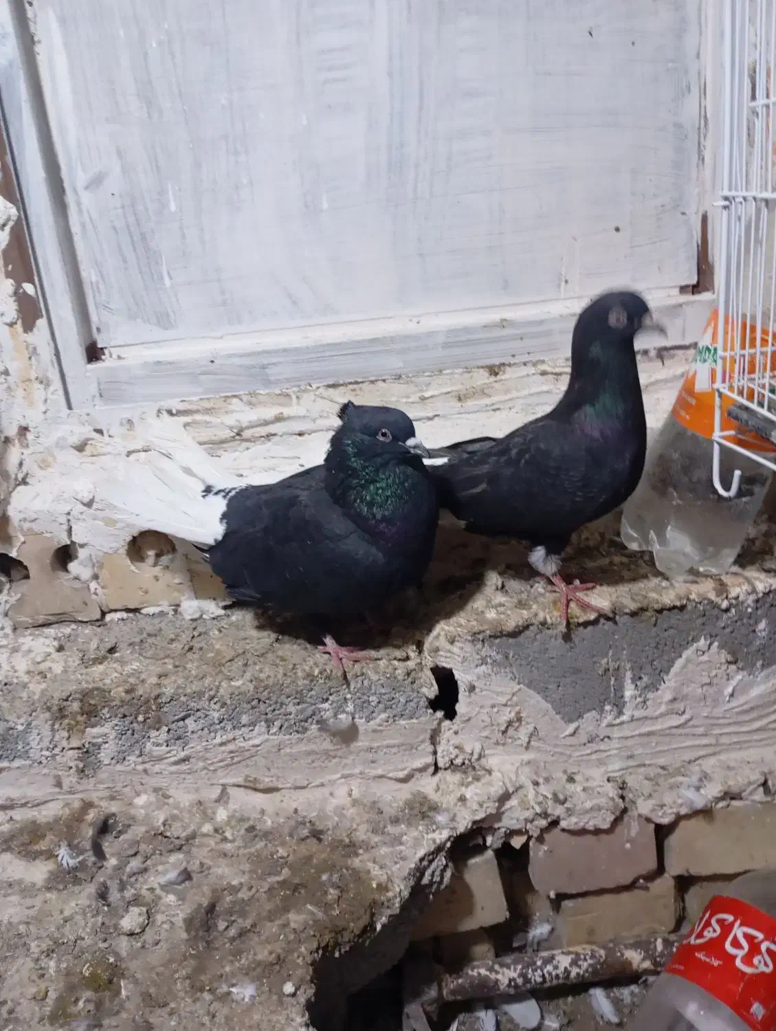 دم سفید و کلاغ کربلایی|پرنده|شاندیز, |دیوار