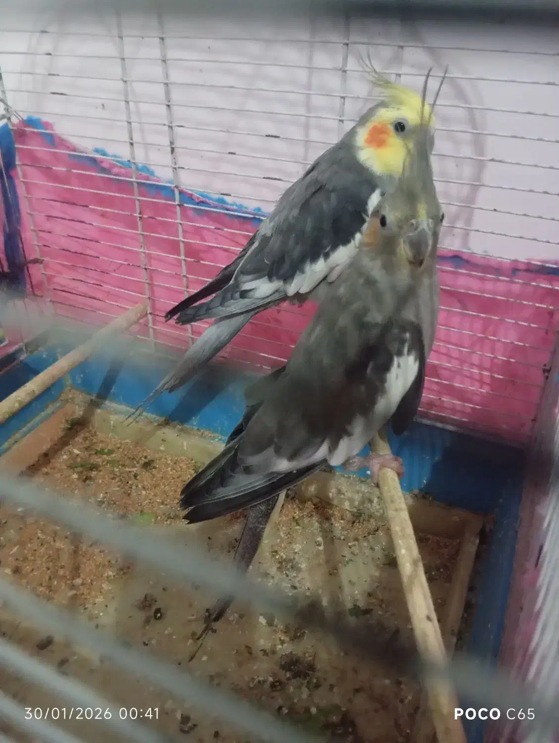 عروس هلندی|پرنده|رشت, نخودچر|دیوار