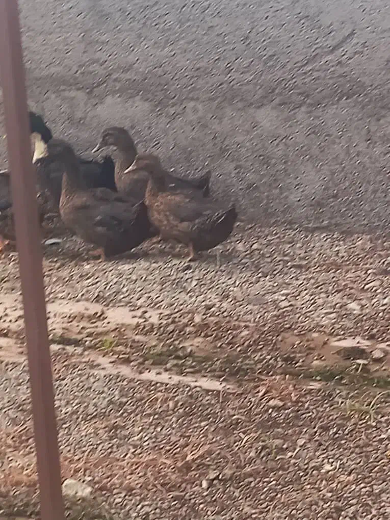 ۵عدد اردک  بفروش می‌رسد|حیوانات مزرعه|هشتگرد, شهرک گلخانه|دیوار