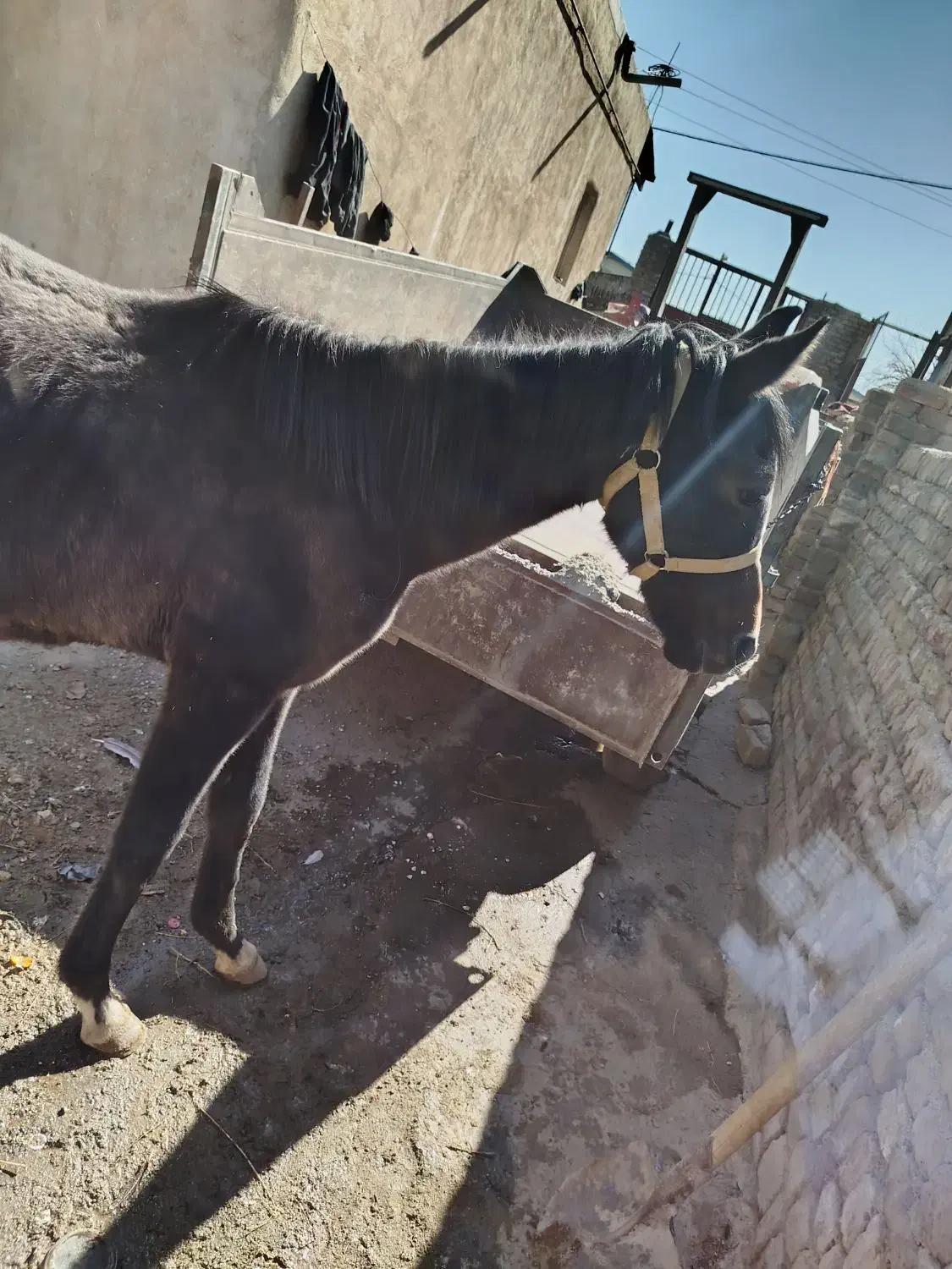 کر اسب|اسب و تجهیزات اسبسواری|شیروان (لرستان), |دیوار