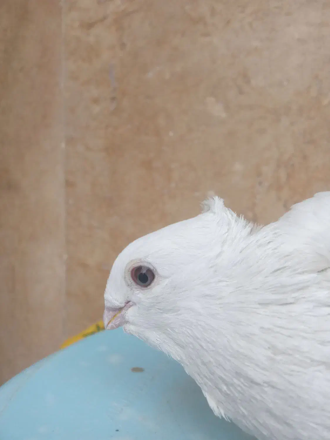 کبوتر سفید مهر|پرنده|رودهن, |دیوار