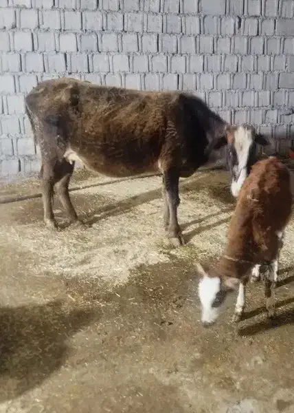 دوعدد دوگه|حیوانات مزرعه|قصابه, |دیوار