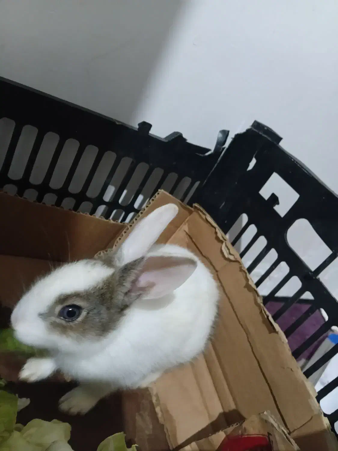 خرگوش|موش و خرگوش|چناران, |دیوار