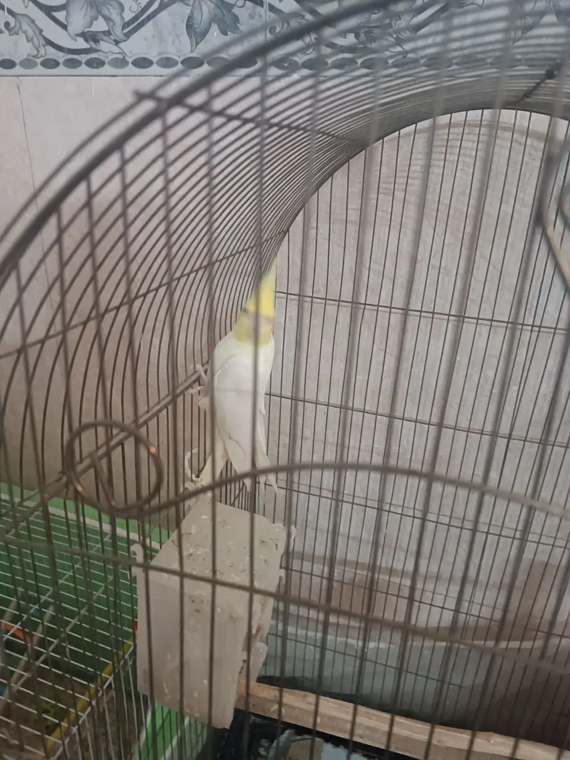 عروس هلندی لوتینو سخنگو معاوضه باکبوتر و کوتوله نر|پرنده|مشهد, خواجه ربیع|دیوار