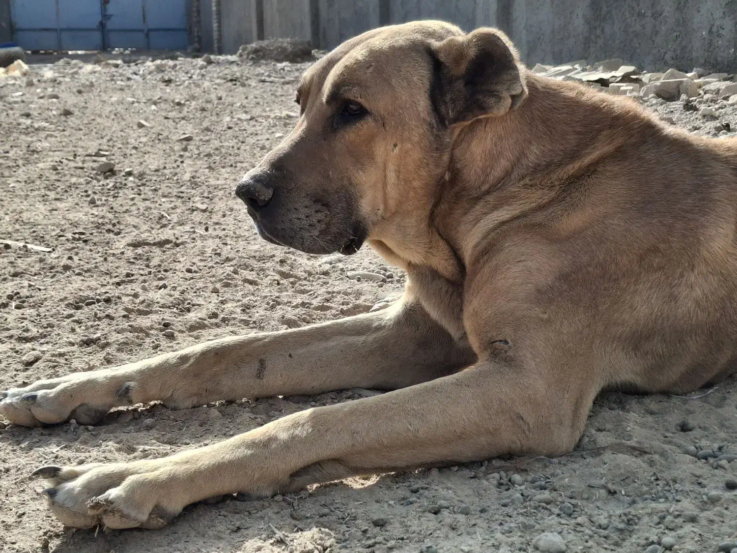 سگ سرابی گله ای نر|سگ|برخوار, |دیوار