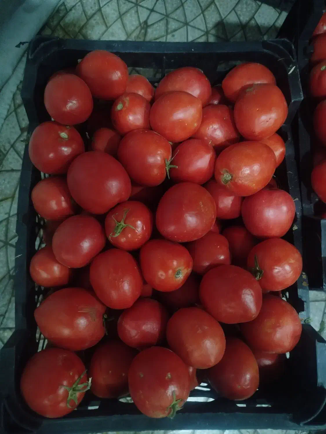 گوجه|خوردنی و آشامیدنی|مرودشت, استادیوم|دیوار