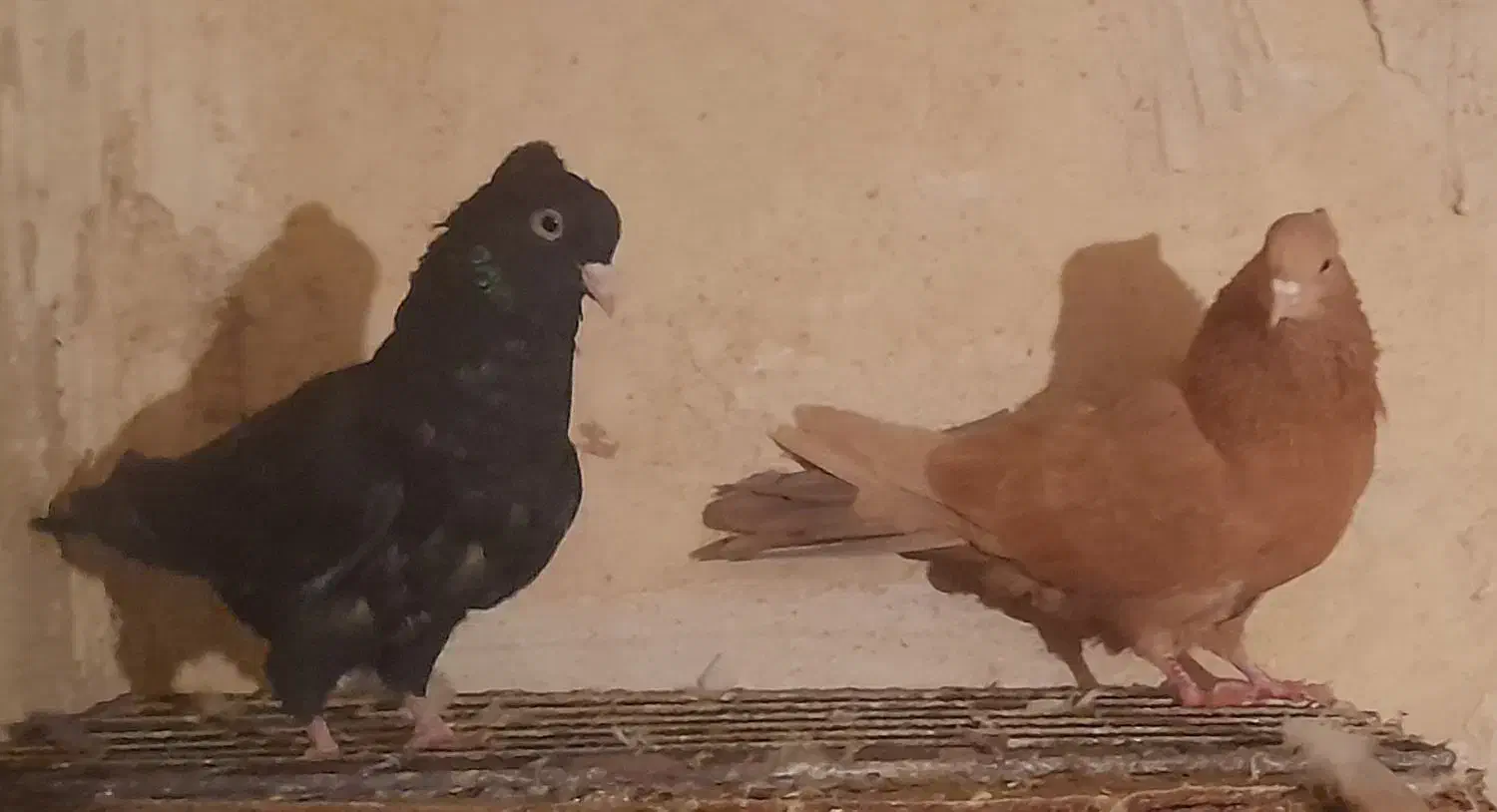 کبوتر|پرنده|سرپل ذهاب, |دیوار