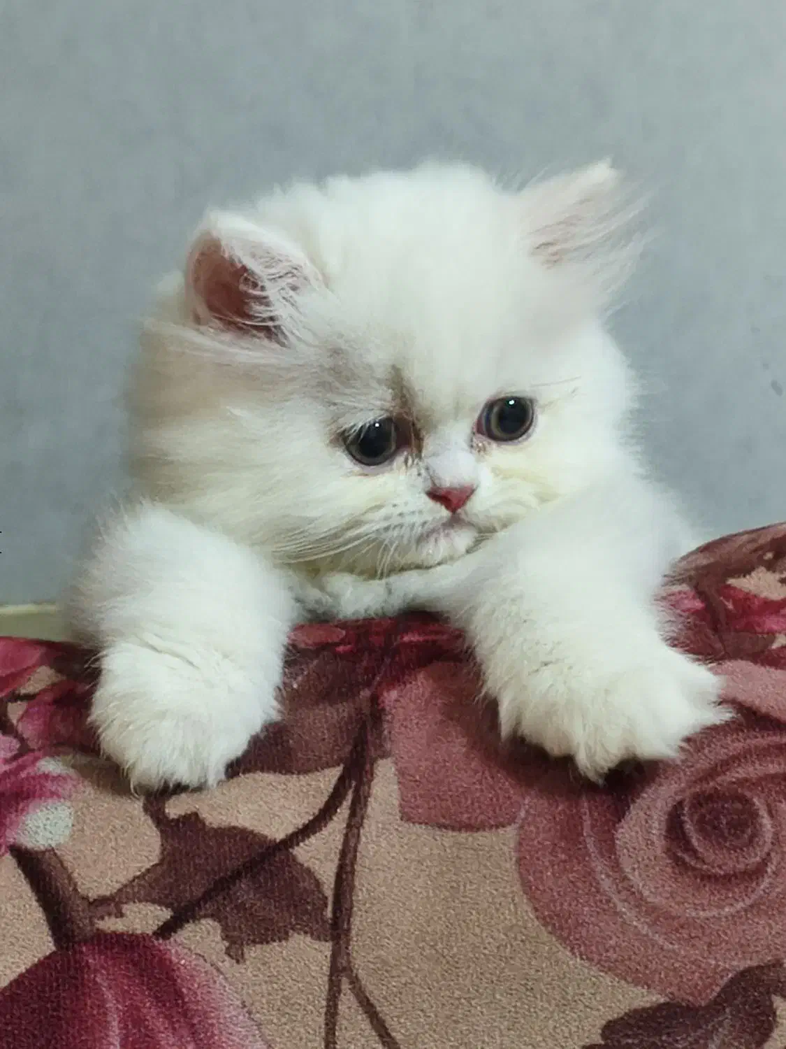 بچه گربه پرشین سفید فوقالعاده ناز|گربه|گلستان (تهران), |دیوار